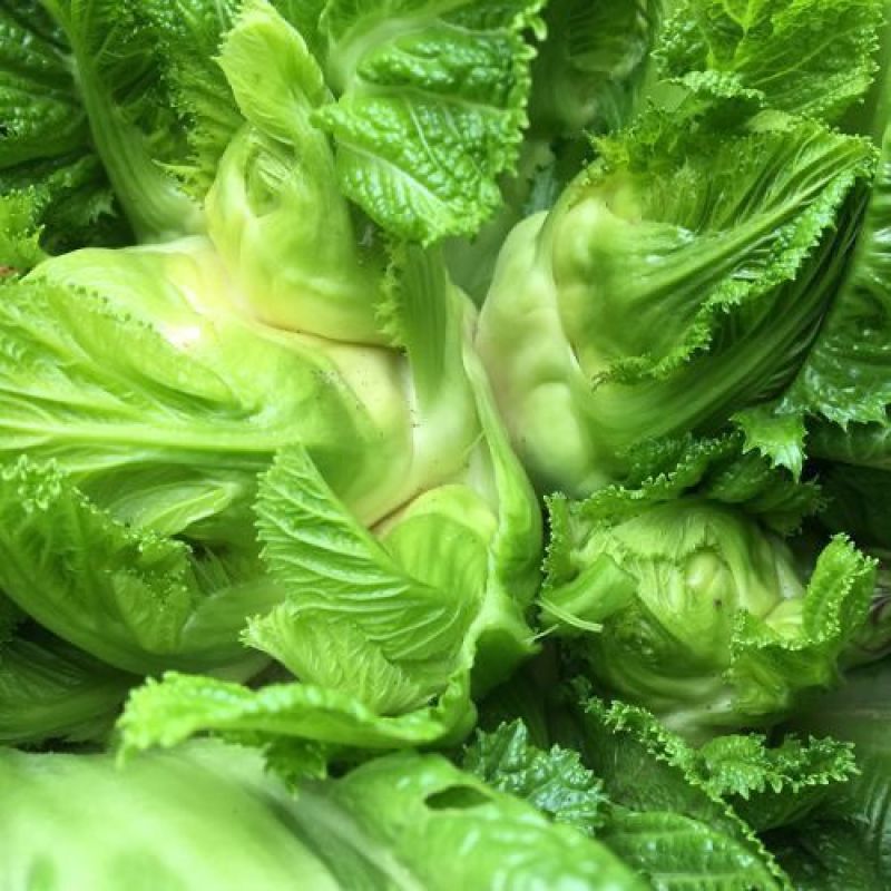 四川新鲜抱儿菜母子脆嫩抱娃娃菜抱子芥菜现摘现发泡菜