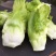 四川新鲜抱儿菜母子脆嫩抱娃娃菜抱子芥菜现摘现发泡菜