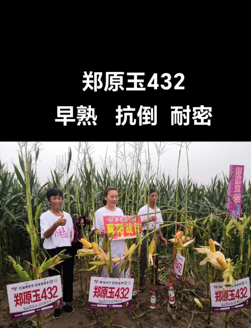 郑原玉432省心免化控：矮杆抗倒密植型优质玉米种子