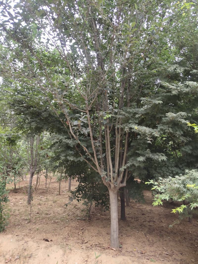 绚丽海棠海棠树苗基地，价格美丽，苗圃一手货源