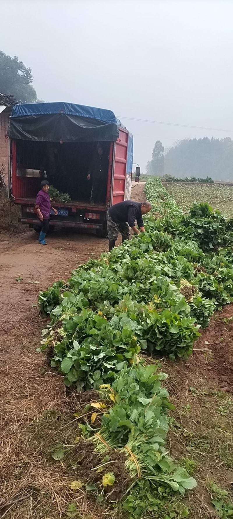 油菜苗，压地苗大量基地直供，量大从优，全国发货