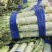 【精品】莴笋河南莴笋货源充足产地一手货源量大从优