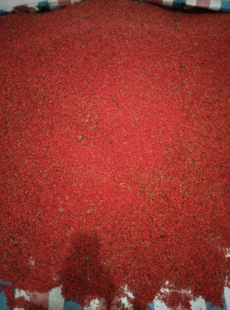 【牛商优选】草珊瑚种子江西草珊瑚好成活欢迎实地考察