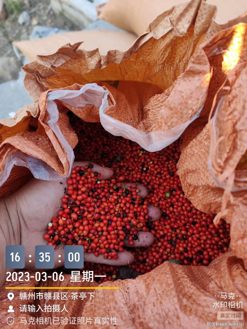 【牛商优选】草珊瑚种子江西草珊瑚好成活欢迎实地考察