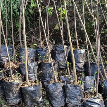 黄花槐杯苗培育基地常年大量批发提供