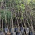 黄花槐杯苗培育基地常年大量批发提供