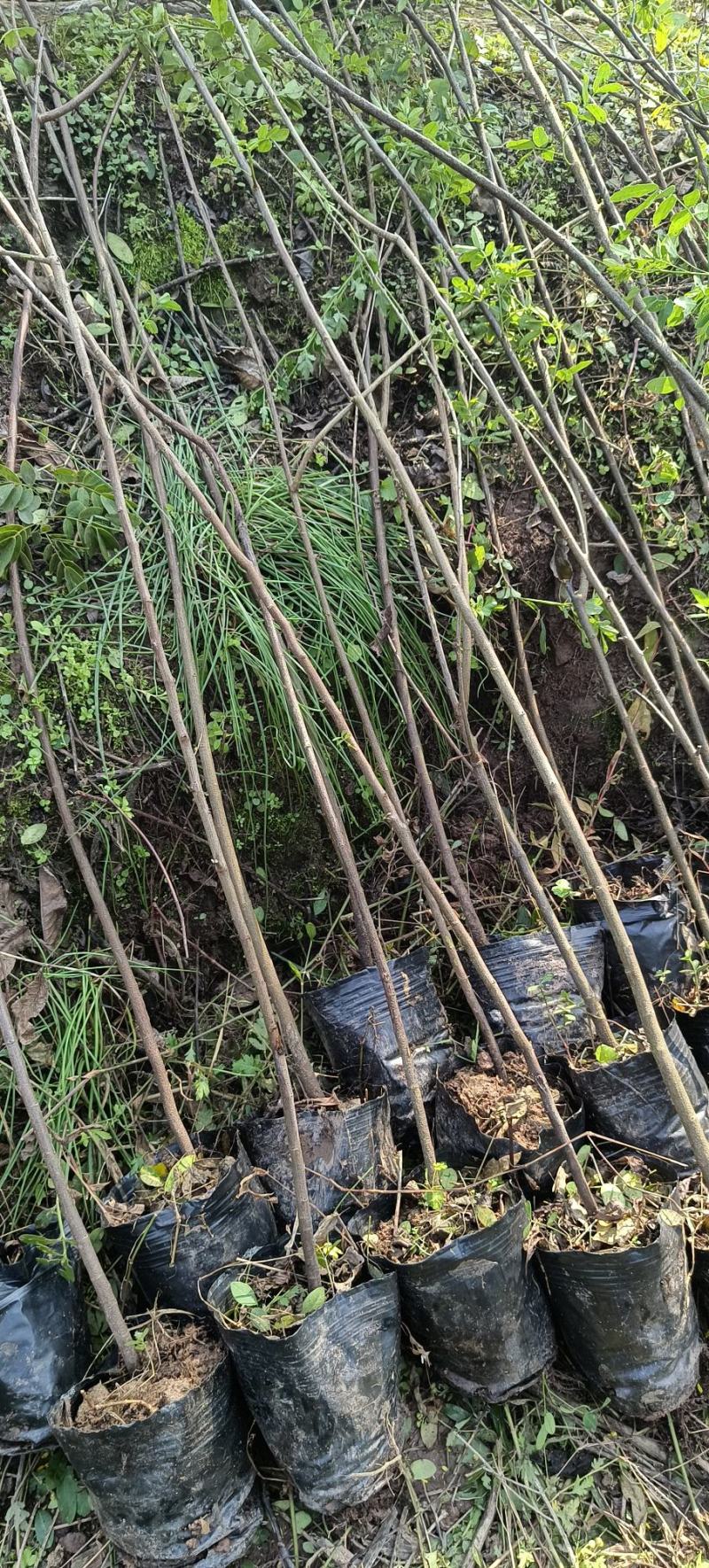 黄花槐杯苗培育基地常年大量批发提供