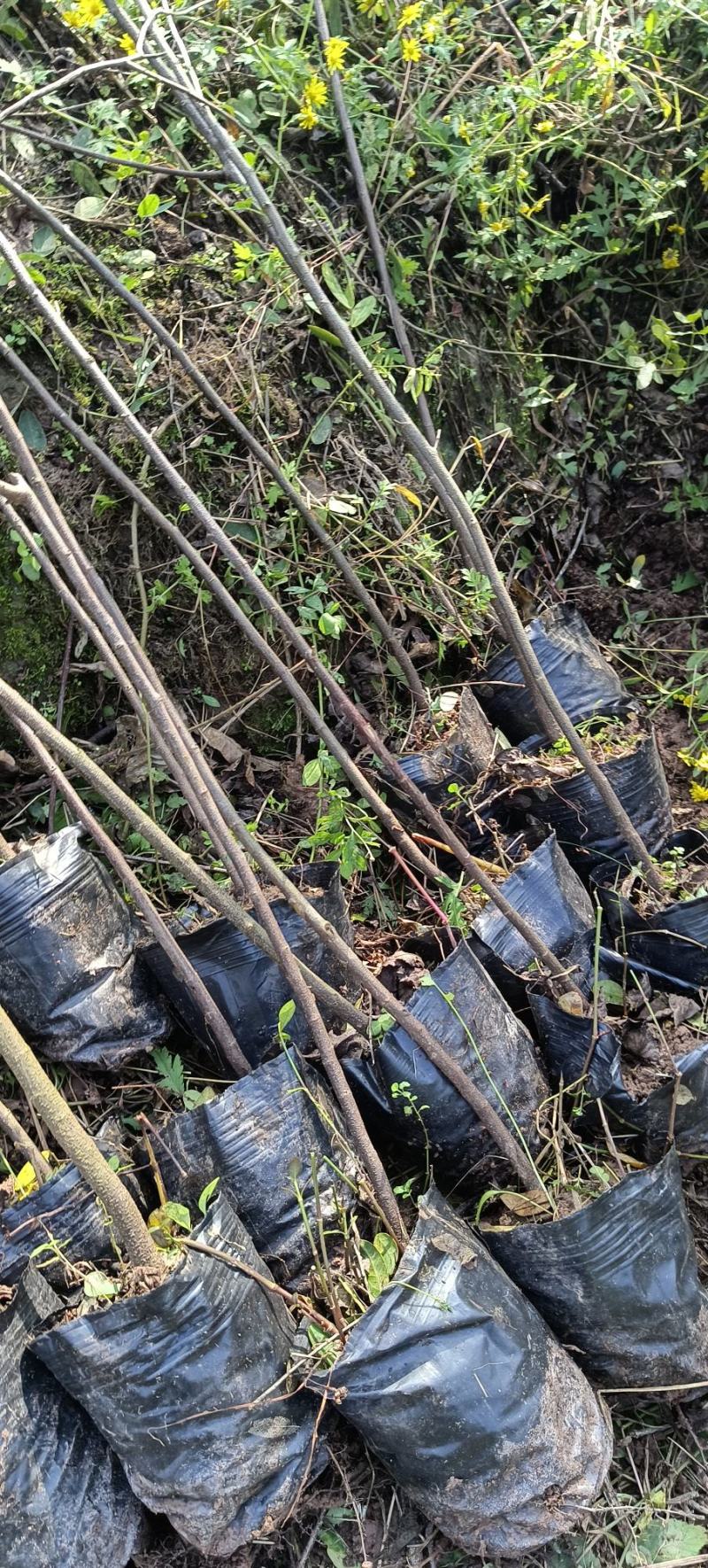 黄花槐杯苗培育基地常年大量批发提供