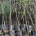 黄花槐杯苗培育基地常年大量批发提供