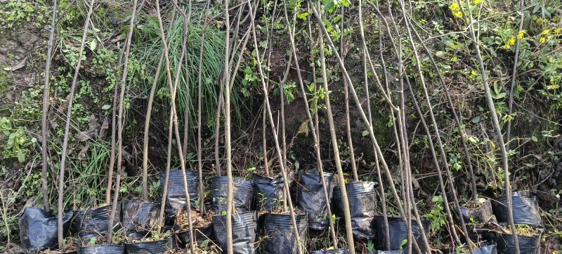 黄花槐杯苗培育基地常年大量批发提供