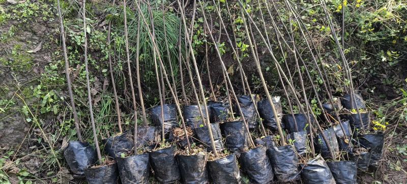 黄花槐杯苗培育基地常年大量批发提供