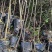 黄花槐杯苗培育基地常年大量批发提供