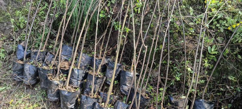 黄花槐杯苗培育基地常年大量批发提供