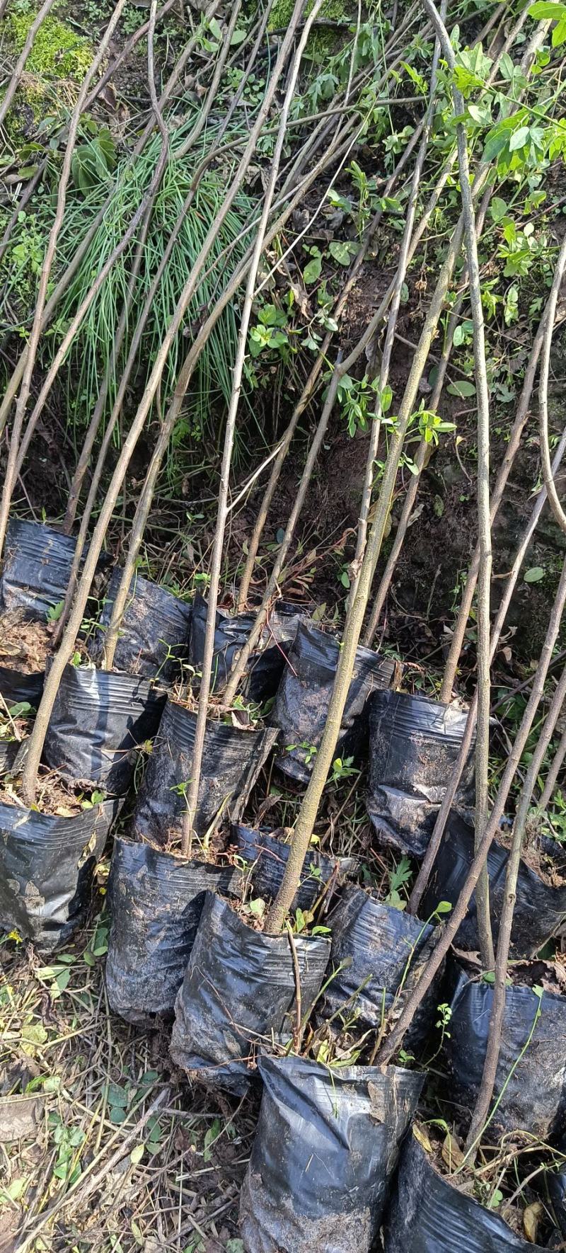 黄花槐杯苗培育基地常年大量批发提供