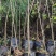 黄花槐杯苗培育基地常年大量批发提供