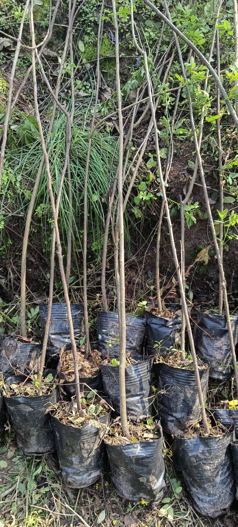 黄花槐杯苗培育基地常年大量批发提供