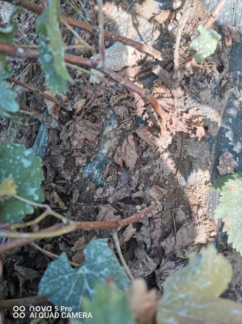 玫瑰香葡萄苗，各品种优质苗木。自家育苗基地，欢迎来电