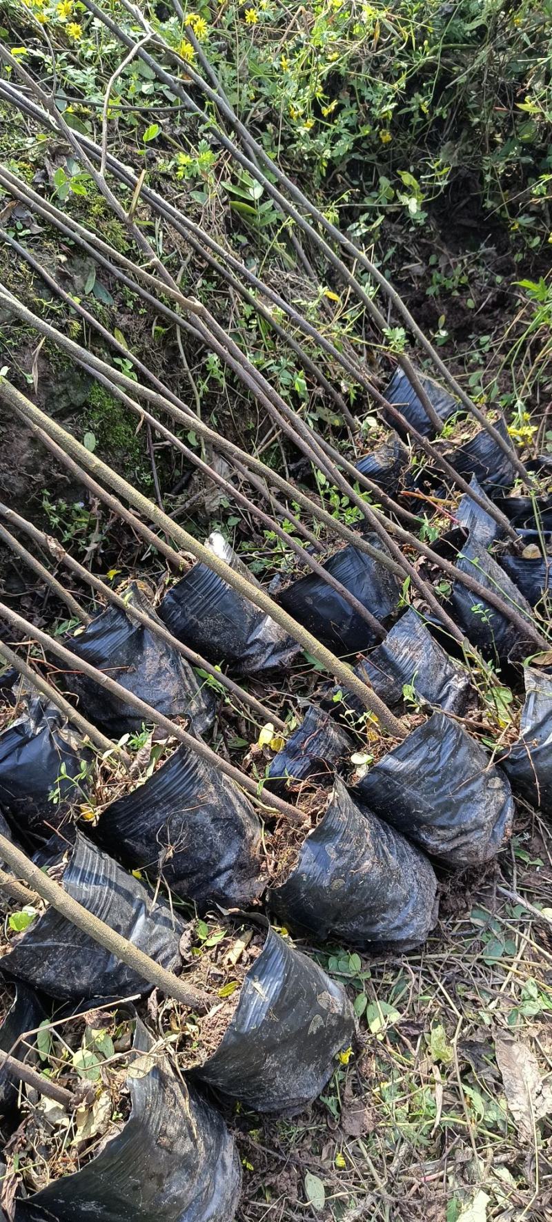 黄花槐杯苗培育基地常年大量批发直供，货源充足手续齐全