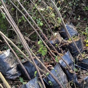 黄花槐杯苗培育基地常年大量批发直供，货源充足手续齐全