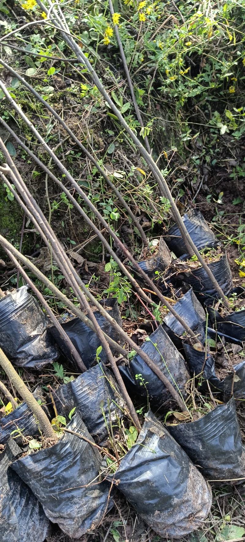 黄花槐杯苗培育基地常年大量批发直供，货源充足手续齐全