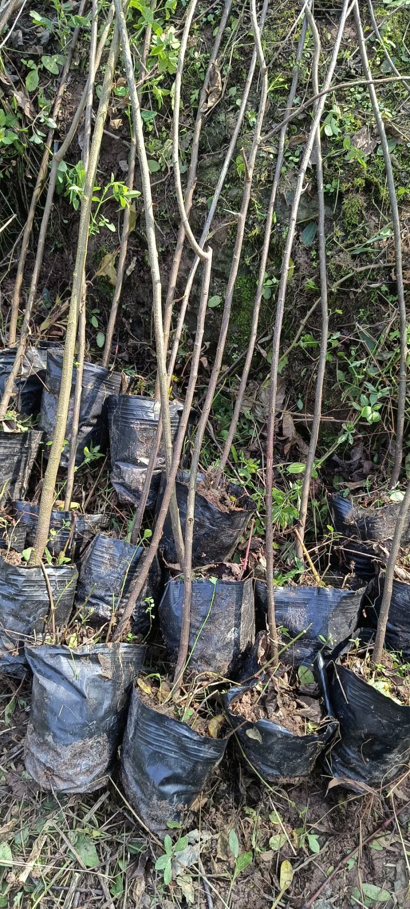 黄花槐杯苗培育基地常年大量批发直供，货源充足手续齐全