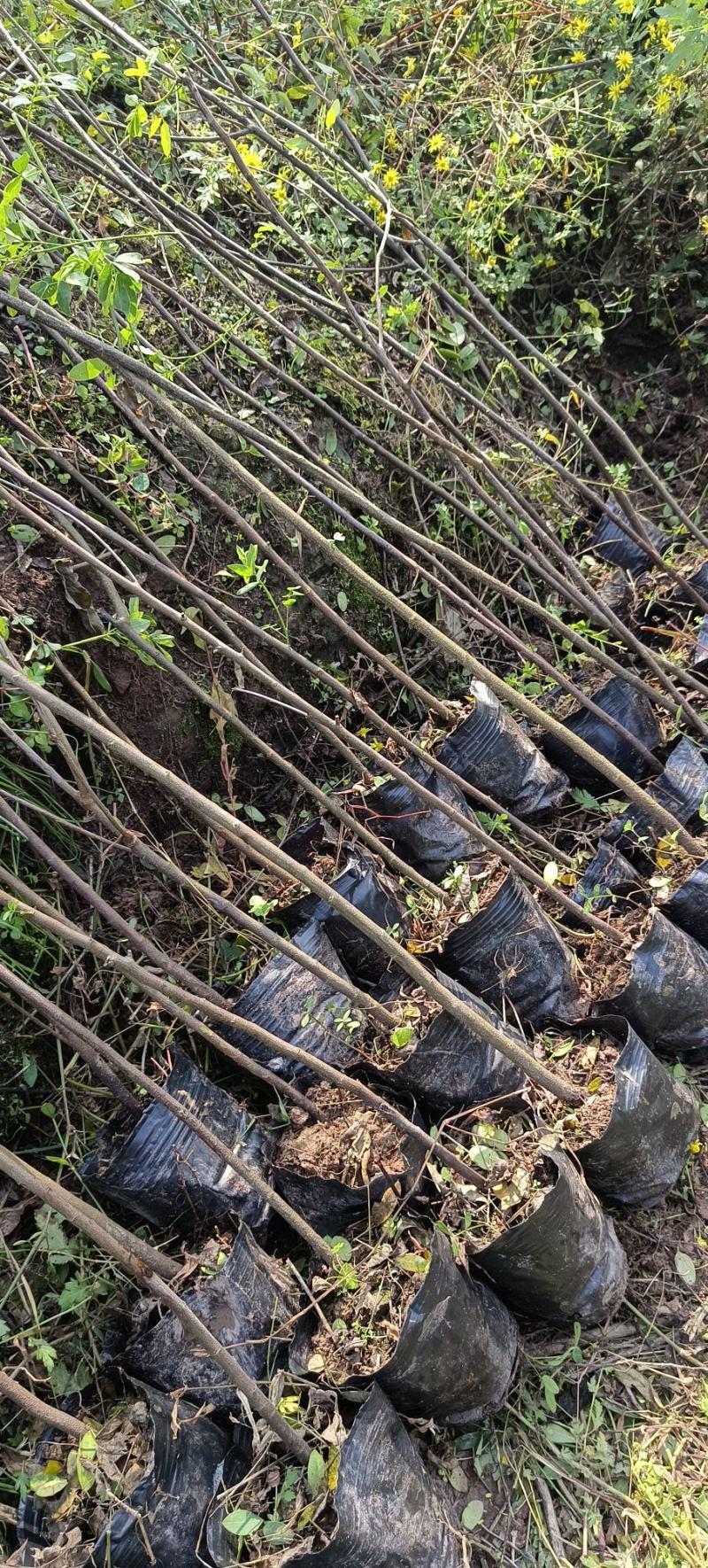 黄花槐杯苗培育基地常年大量批发直供，货源充足手续齐全