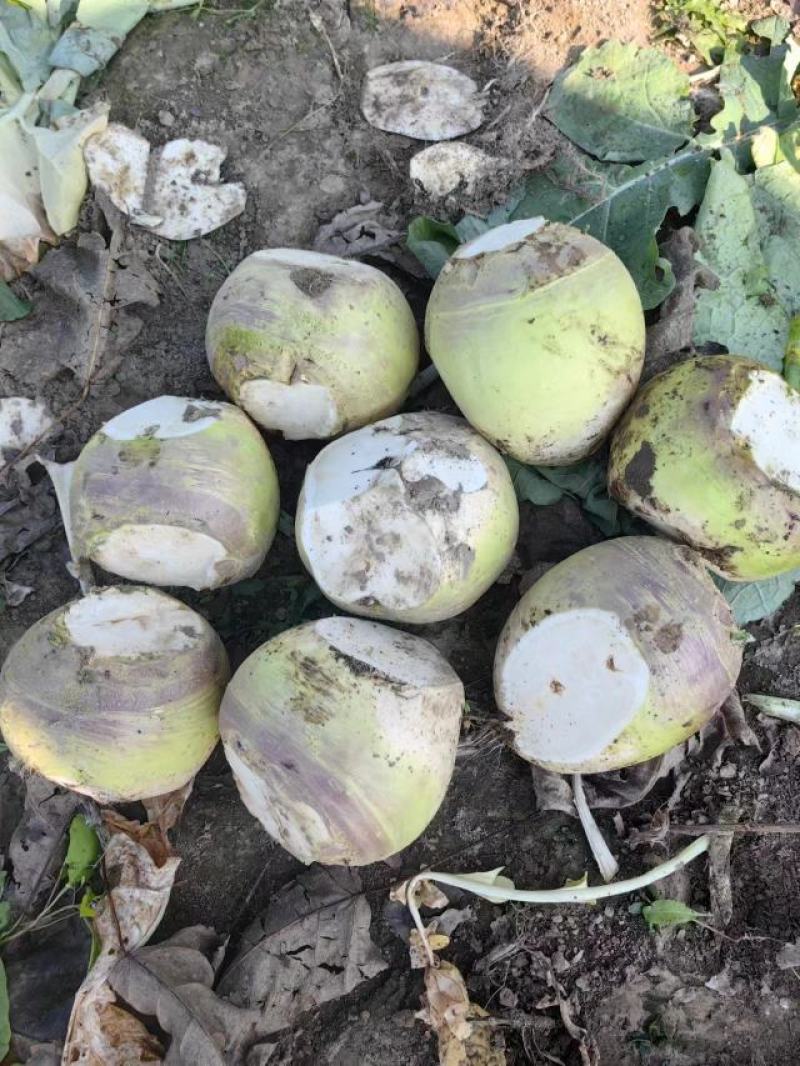 洋疙瘩笨疙瘩洋大头洋芥菜对接腌制厂加工厂