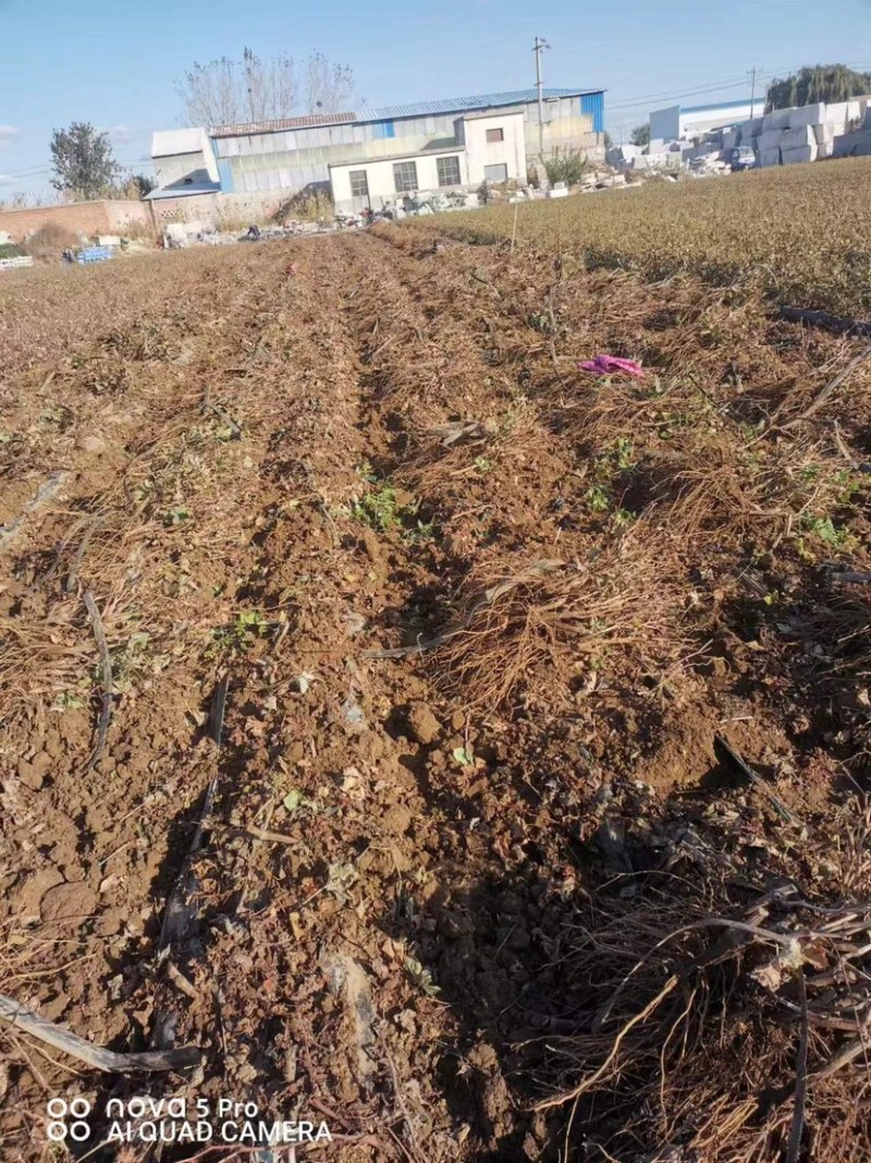 甜蜜蓝宝石葡萄苗，专业基地自育苗木让农户放心种植