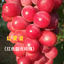 葡萄苗新品种红夏音（红色阳光玫瑰）浪漫红颜果园直发包品种