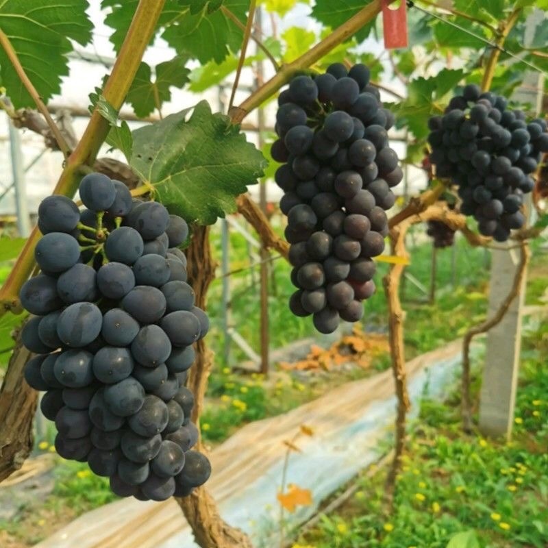 蜜光葡萄苗专业基地自育苗木品种纯正让农户放心种植