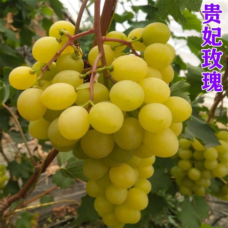 阳光玫瑰葡萄苗专业基地自育苗木品种纯正让农户放心种植