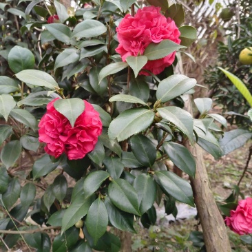 茶花