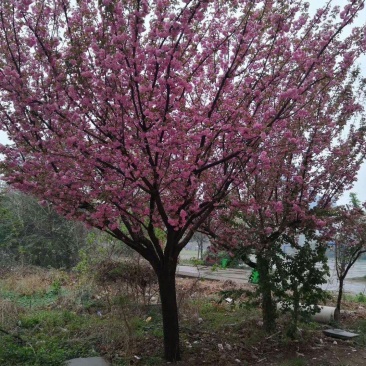 晚樱。东京樱花，一手货源，苗圃直销。价格美丽