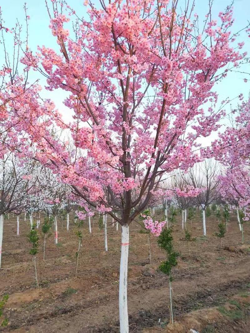 晚樱。东京樱花，一手货源，苗圃直销。价格美丽