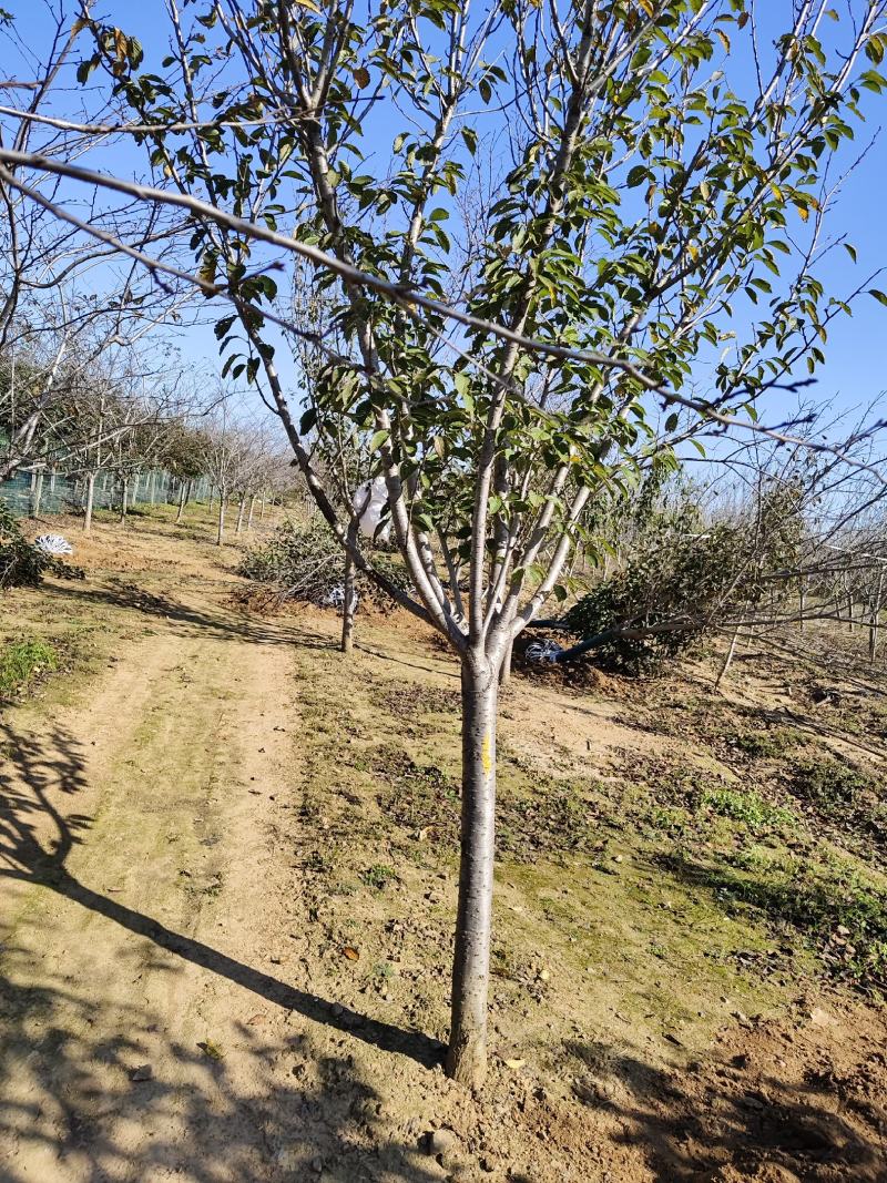 晚樱。东京樱花，一手货源，苗圃直销。价格美丽