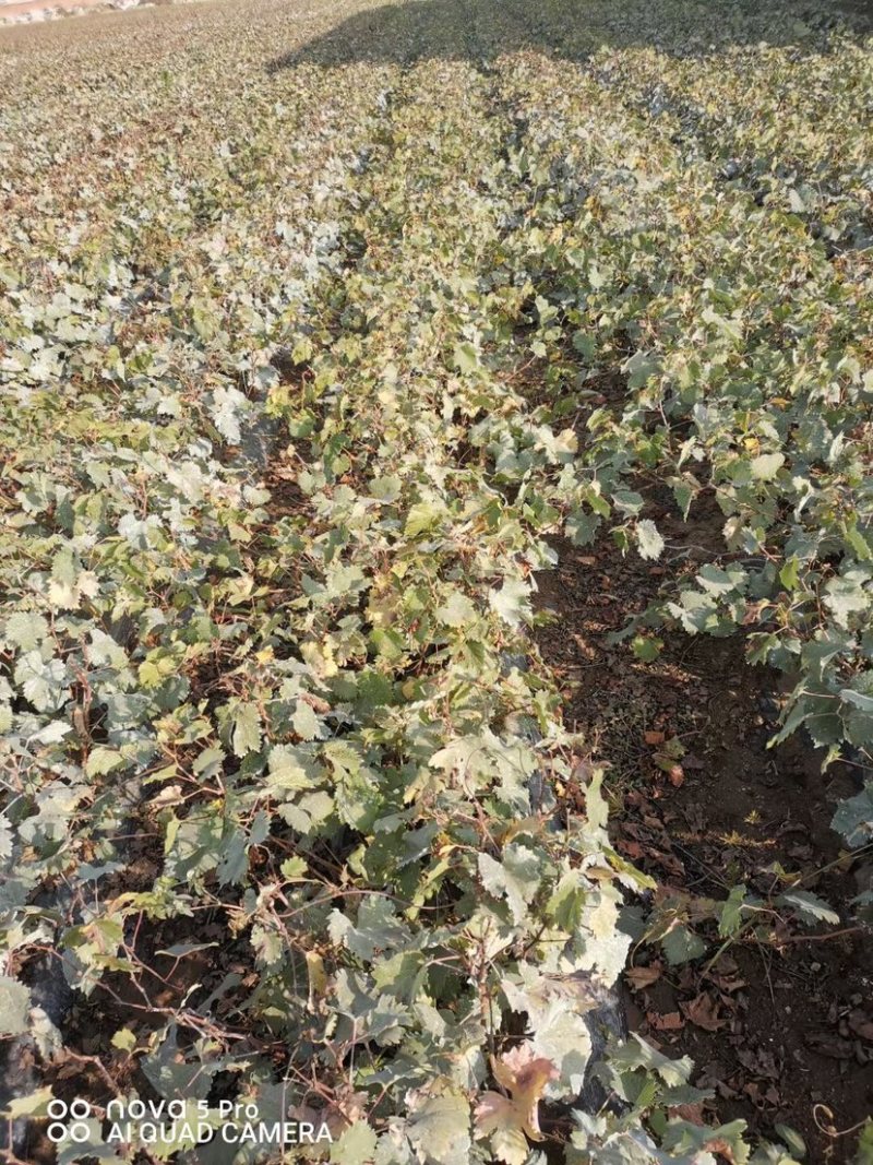 红提葡萄苗，专业基地自育，苗木品种纯正，让农户放心种植