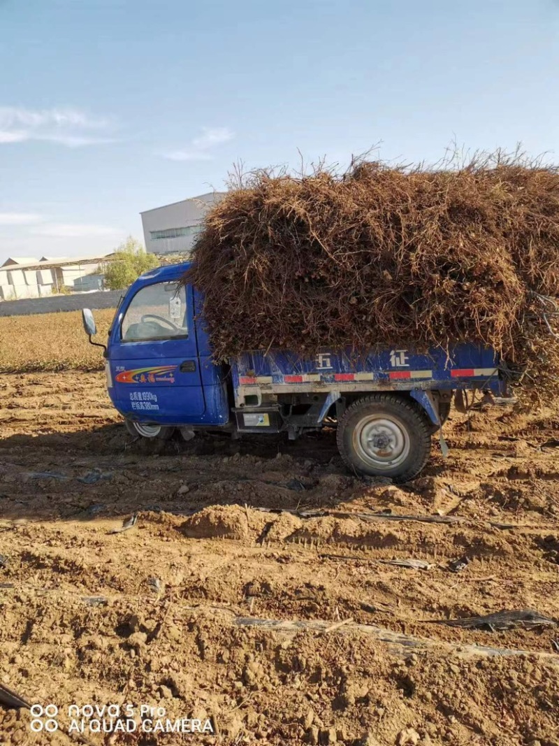 红提葡萄苗，专业基地自育，苗木品种纯正，让农户放心种植