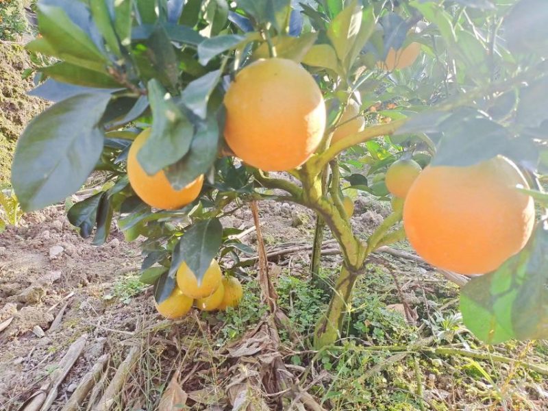 纽约尔脐橙