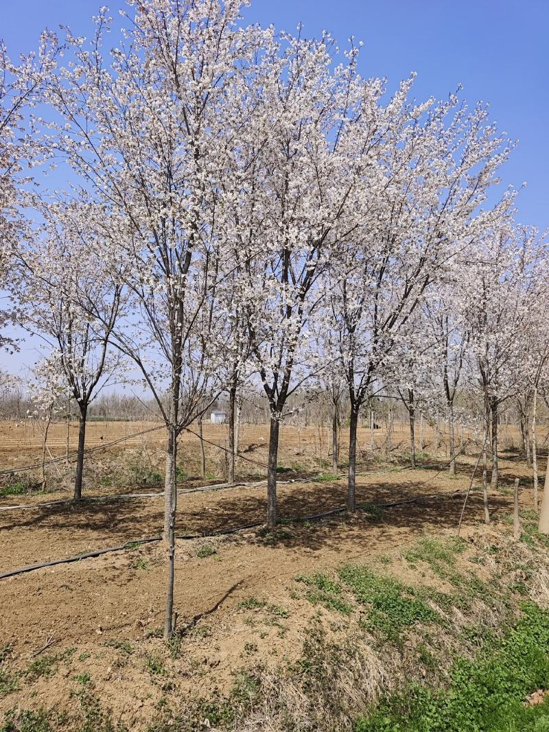 出售各种规格的染井吉野樱花苗圃直销价格美丽，品种纯正，欢