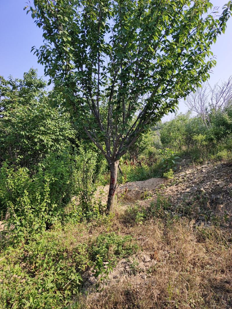 出售各种规格的染井吉野樱花苗圃直销价格美丽，品种纯正，欢