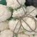 精品90天，青梗散花，松花大量上市，产地直发