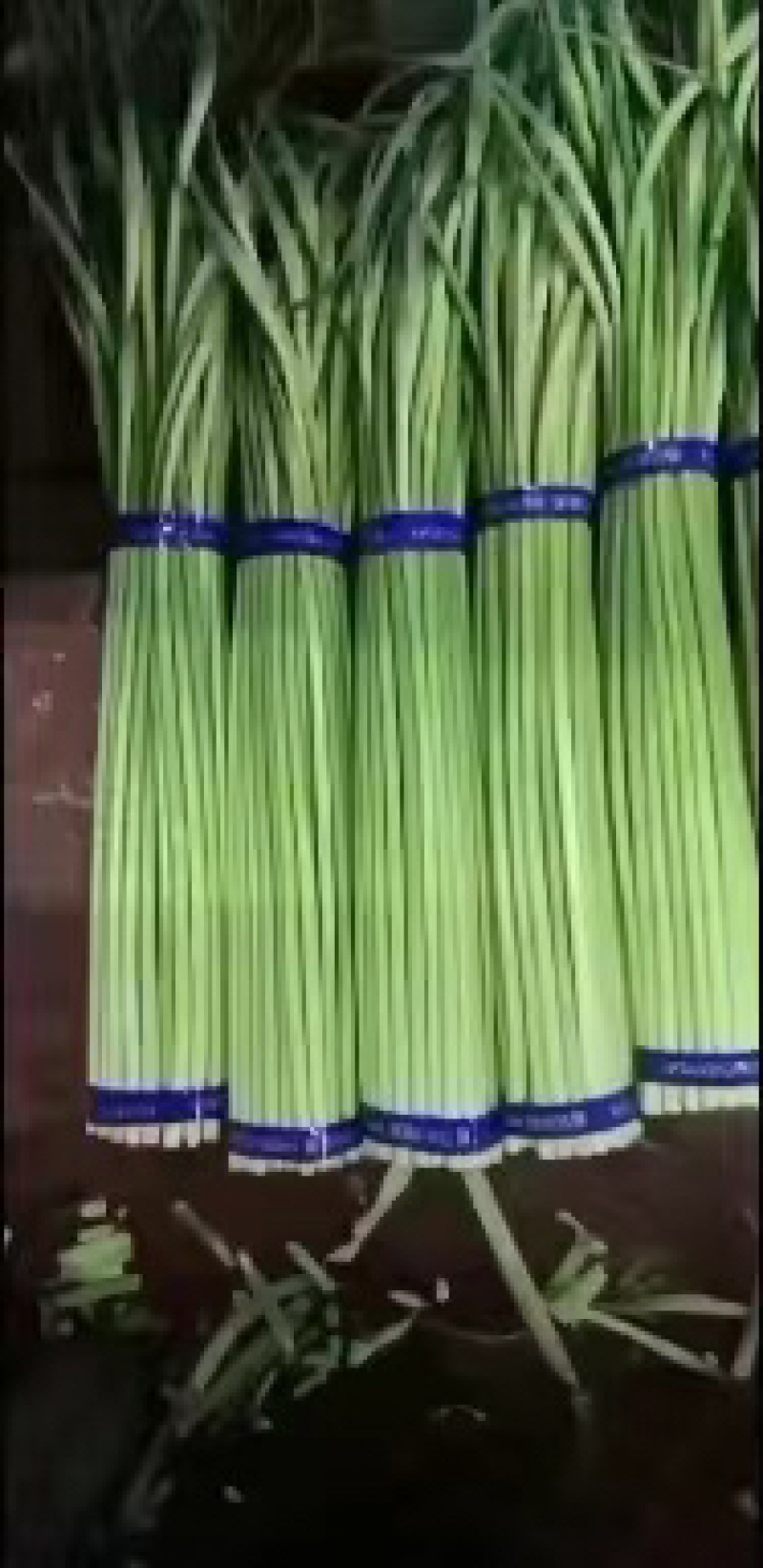精品红帽蒜薹产地货源对接电商社区团购货源充足