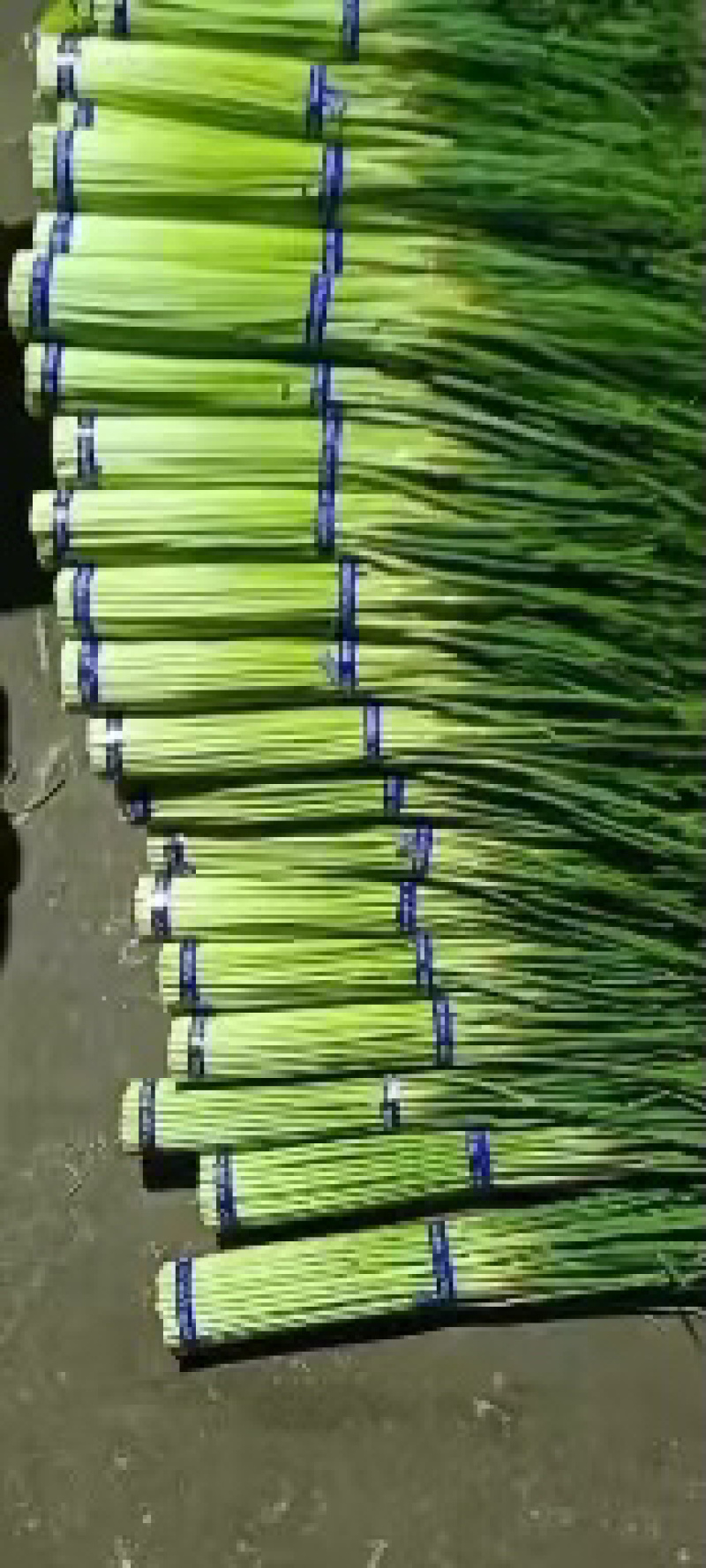 精品红帽蒜薹产地货源对接电商社区团购货源充足