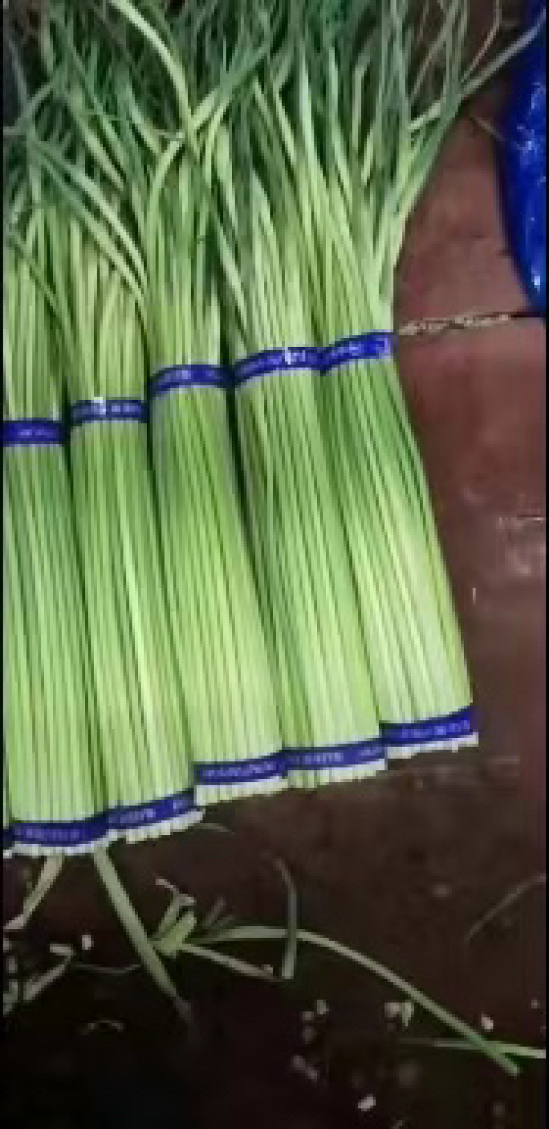 精品红帽蒜薹产地货源对接电商社区团购货源充足