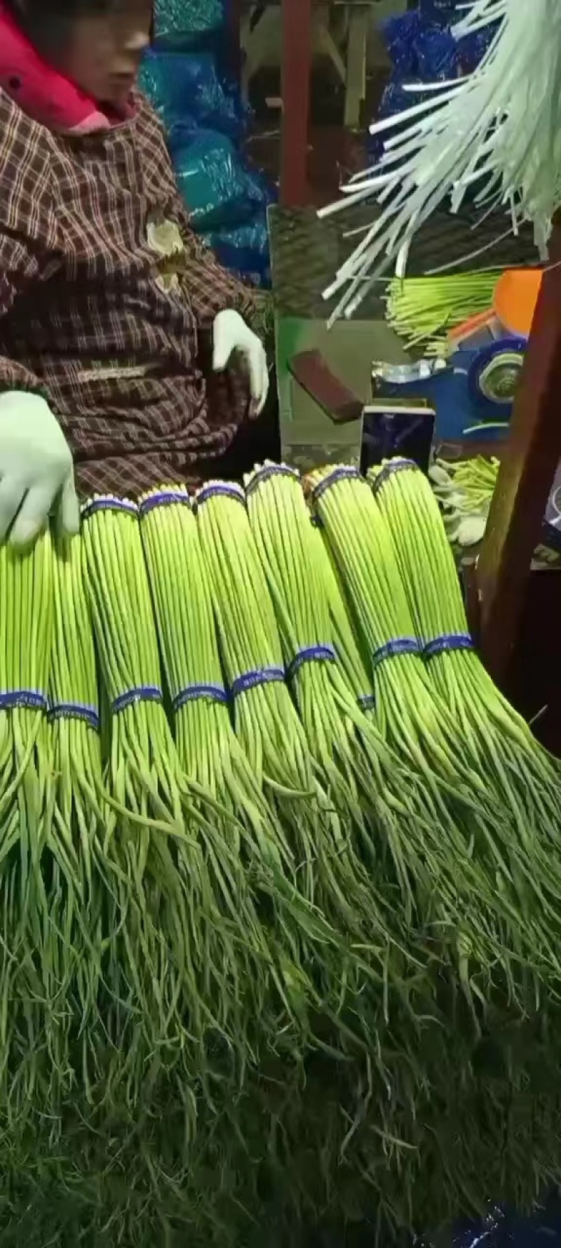 精品红帽蒜薹产地货源对接电商社区团购货源充足