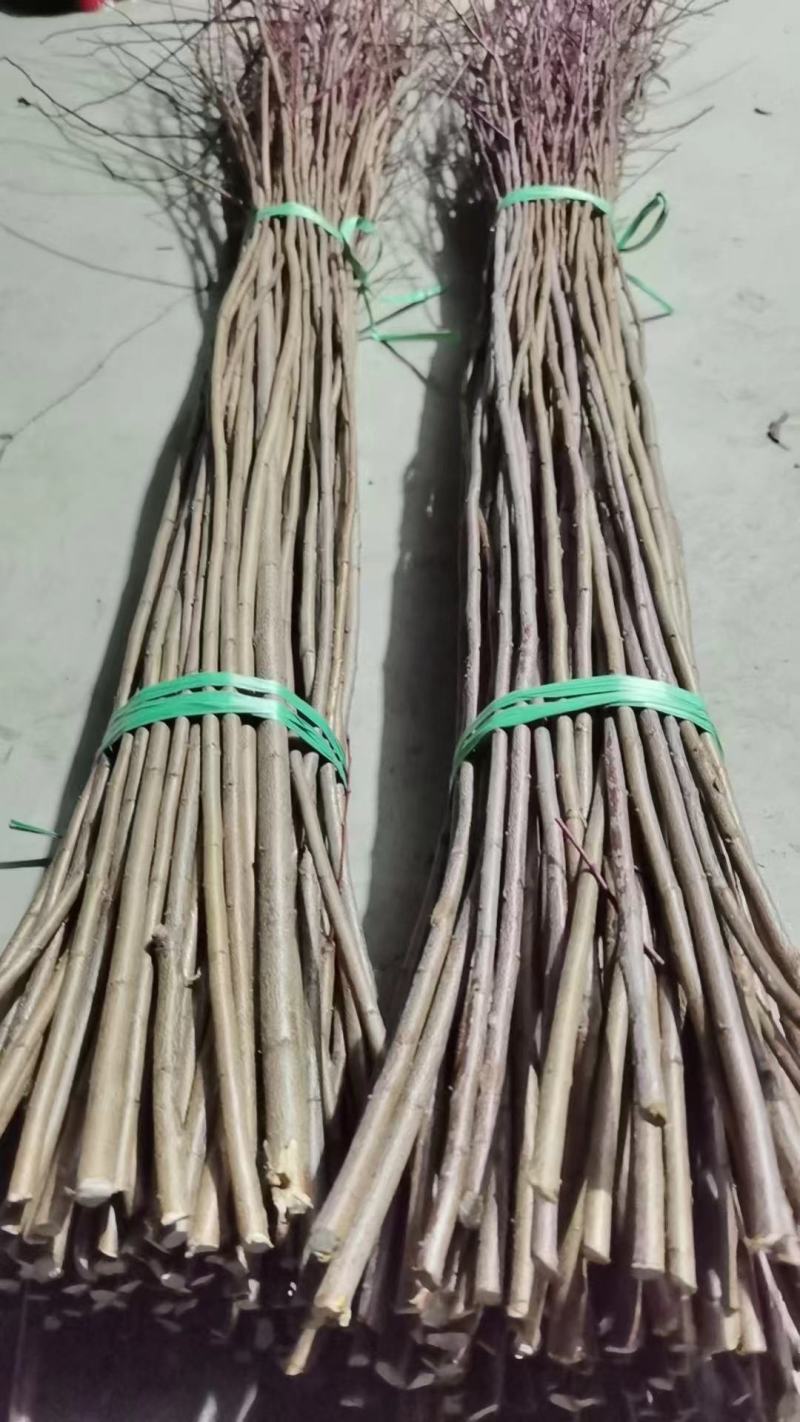 东北红叶李接穗嫁接种条密枝红叶李硬枝扦插条量大从优