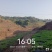 油菜苗