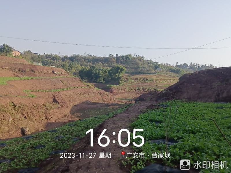 油菜苗