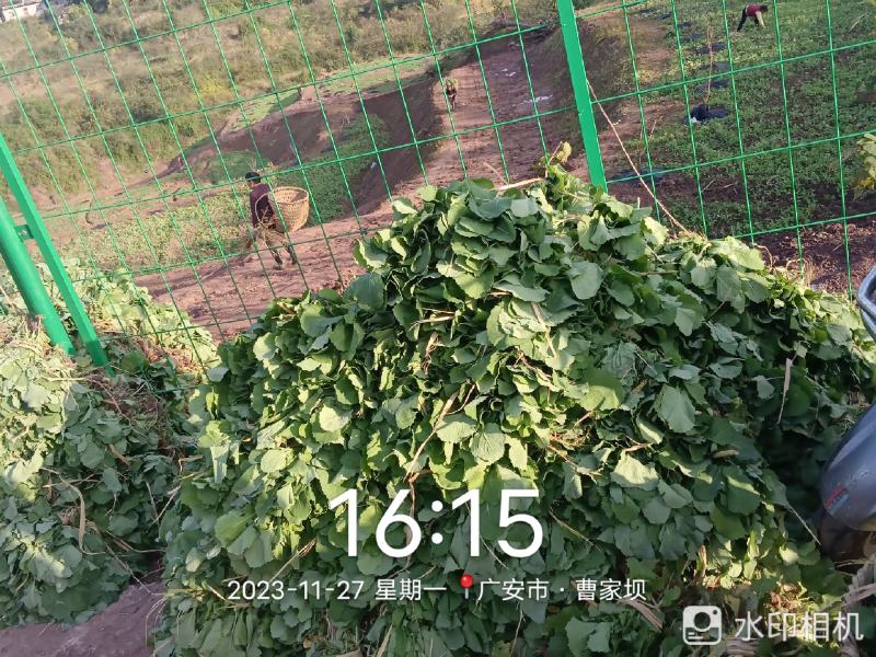 油菜苗