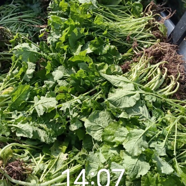 油菜苗